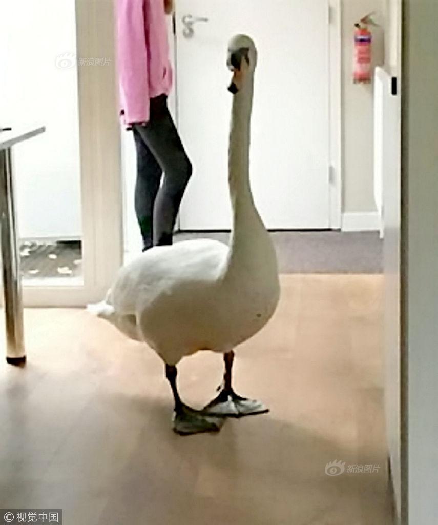 小缇娜的奇幻之地传奇壳封戒指有什么效果