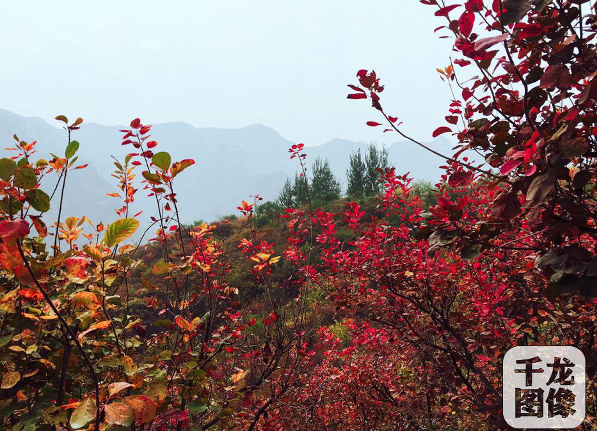 我的世界交错次元铜色鸢尾花怎么获得